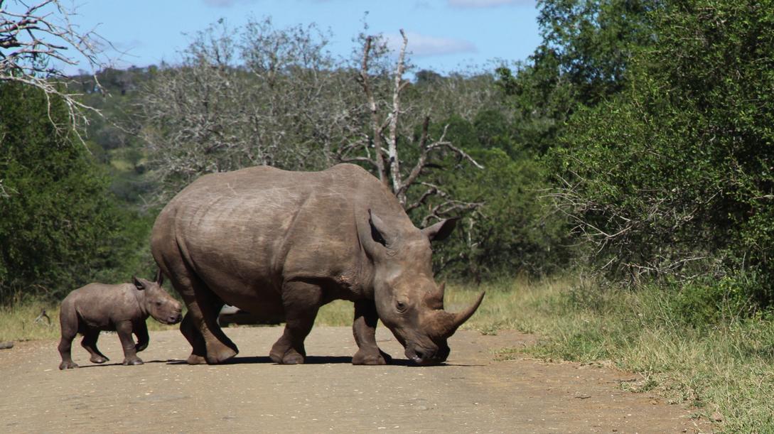 Hluhluwe Game Reserve south africa safari black rhino and calf