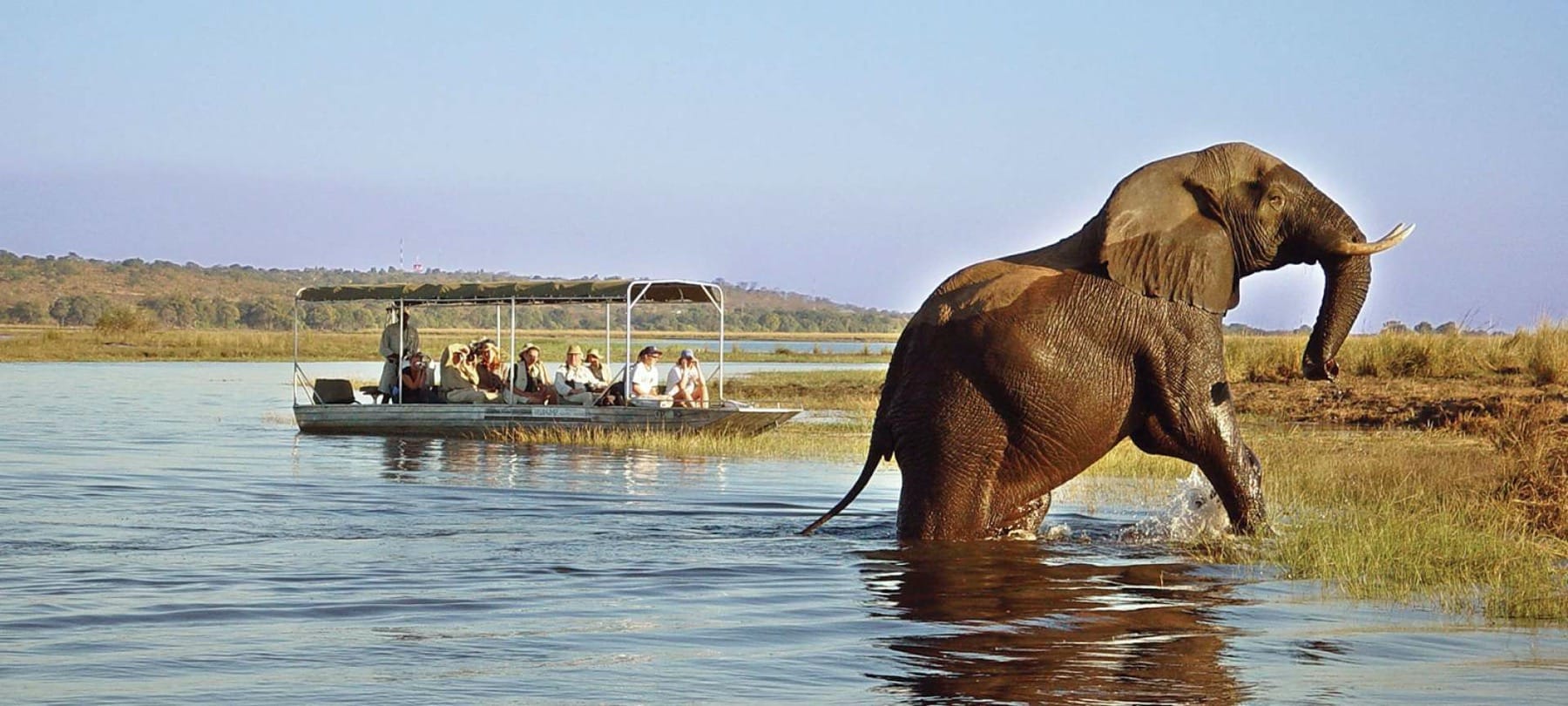 Elephant on the Chobe riverbank are a common sight
