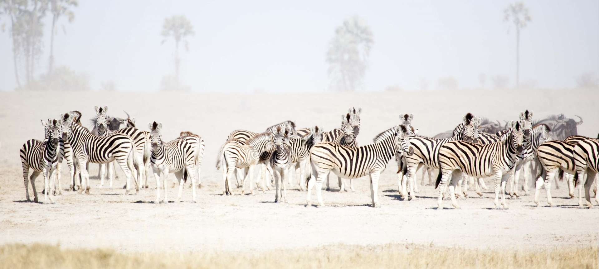 Zebra in Botswana - a dazzling sight of stripes