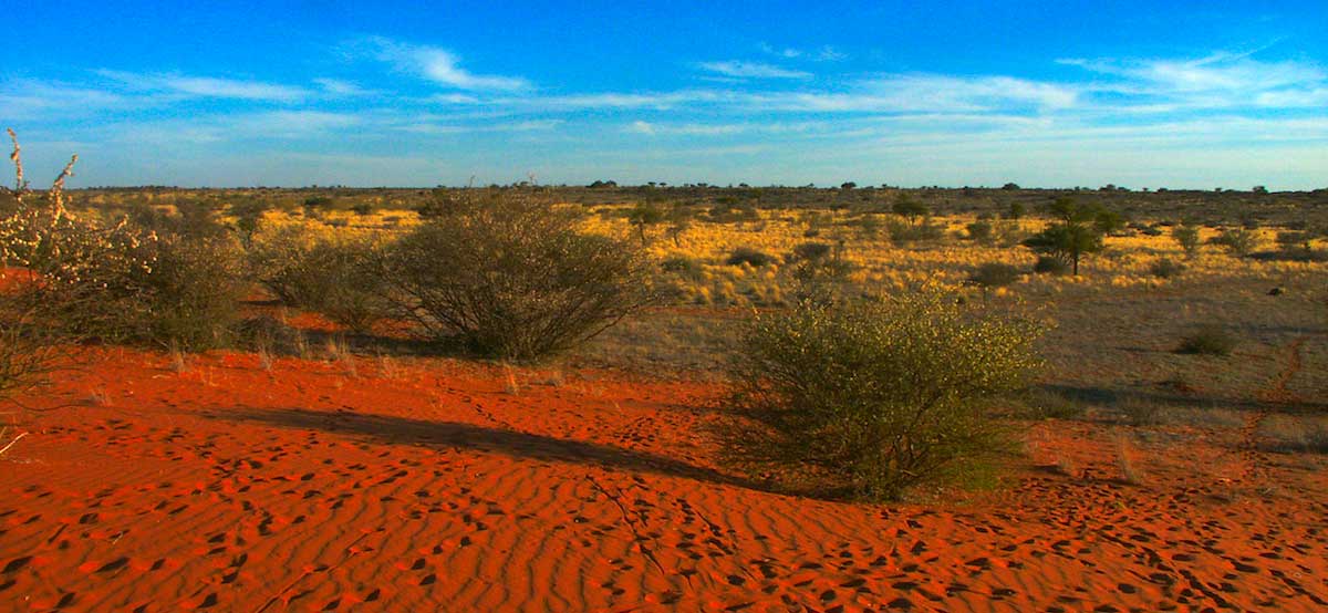 The Kalahari vegetation starts thinning out this time of the year