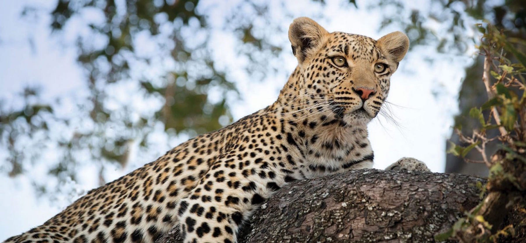 Moremi Gamme Reserve is home to amazing wildlife