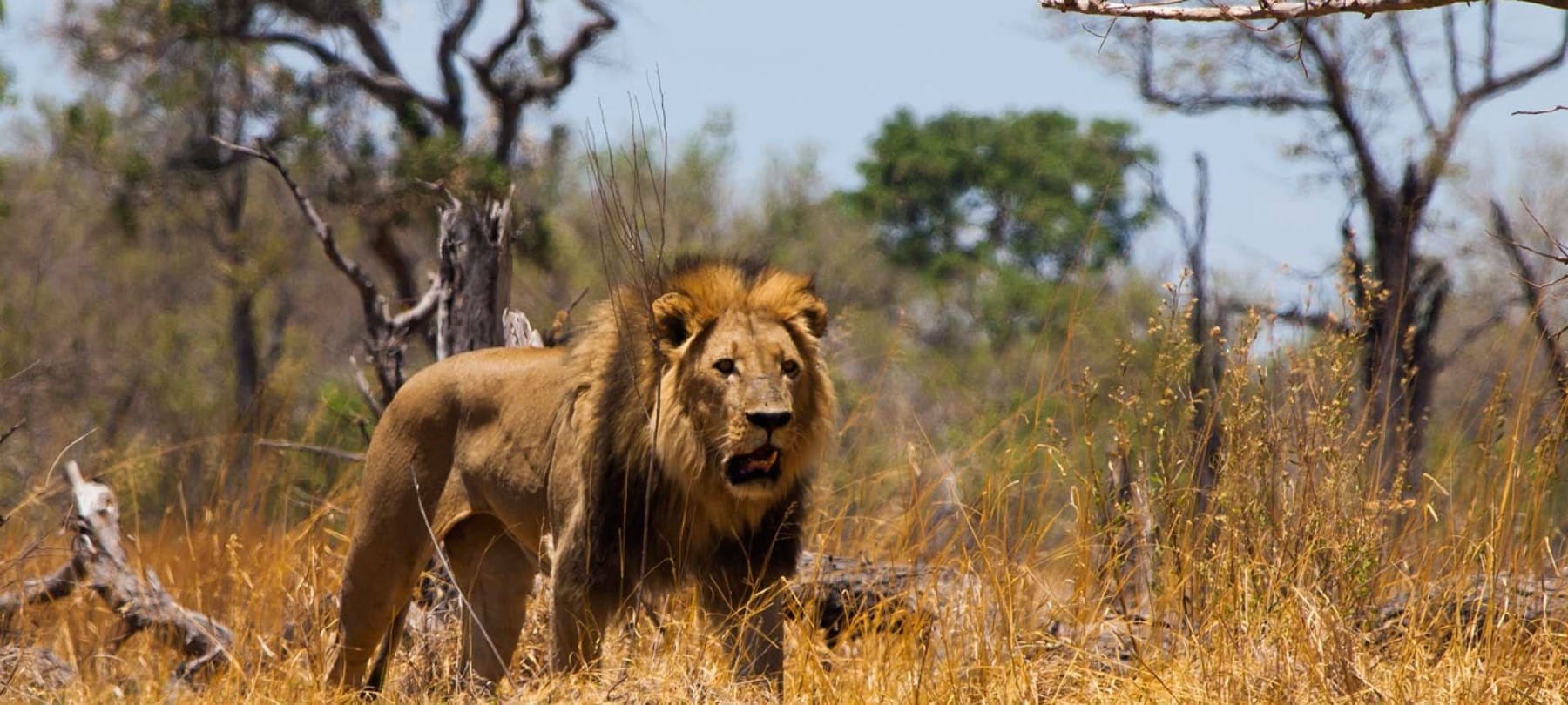Lion strike an imposing presence in Moremi