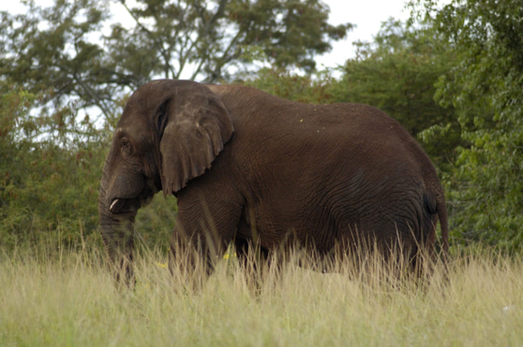 akagera national park elephant