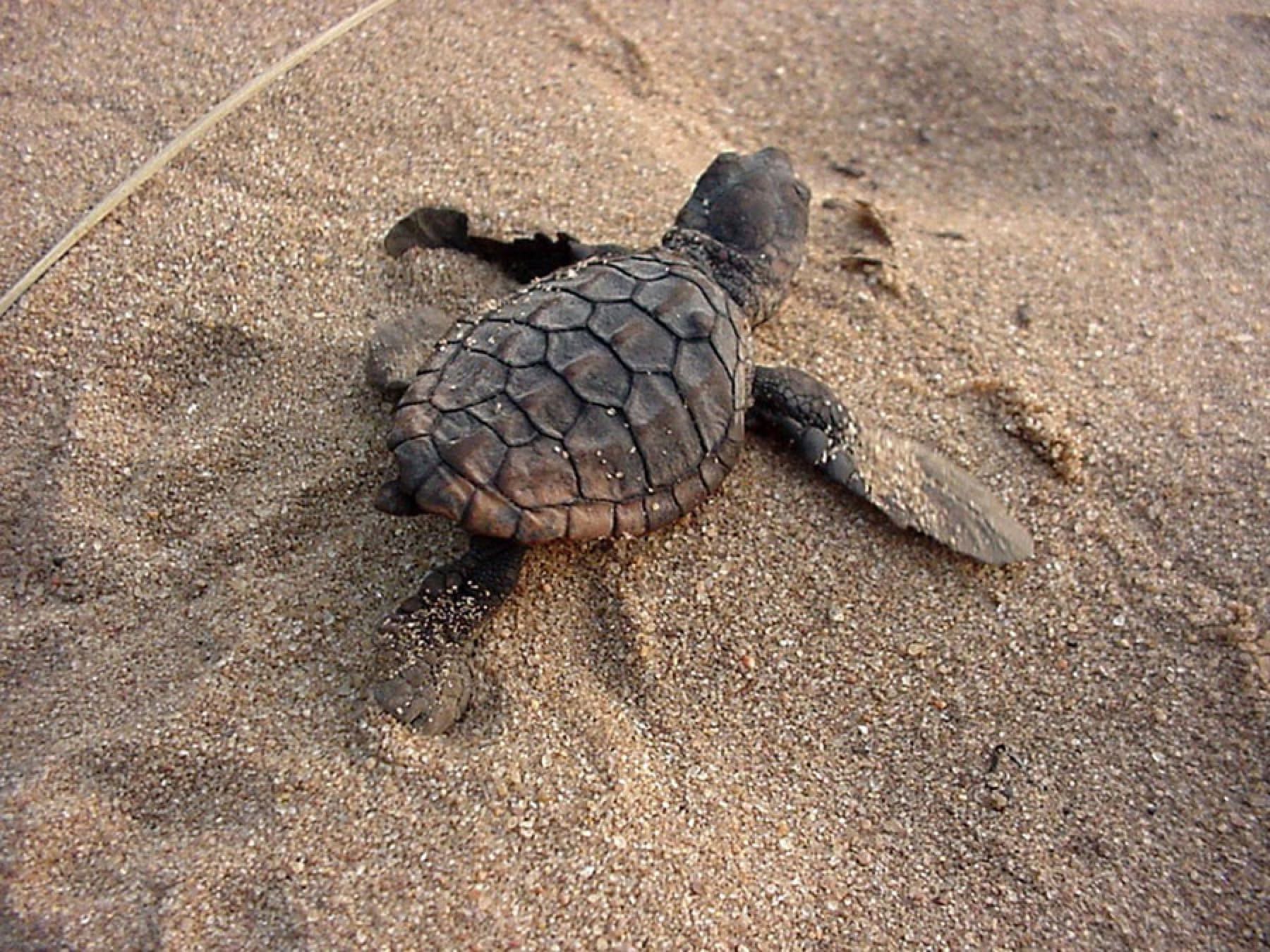 South Africa in February_Turtle Hatchling_Thonga Beach Lodge