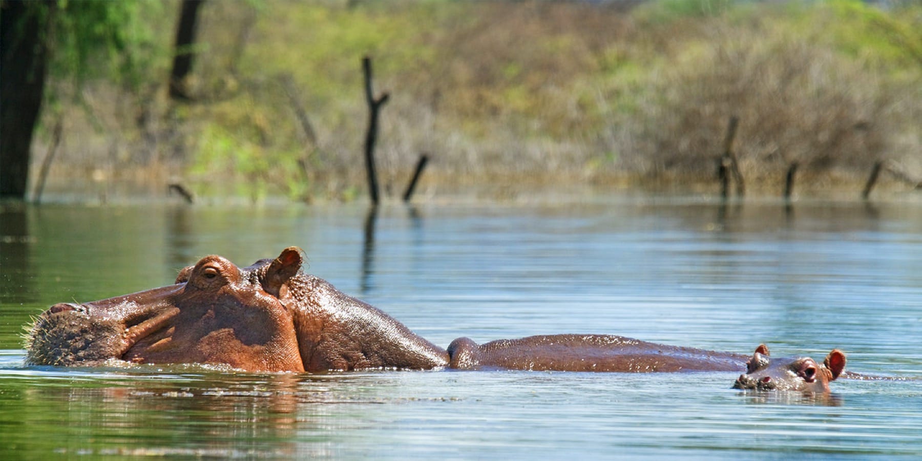 Hippo_Lake Bogoria_Kenya
