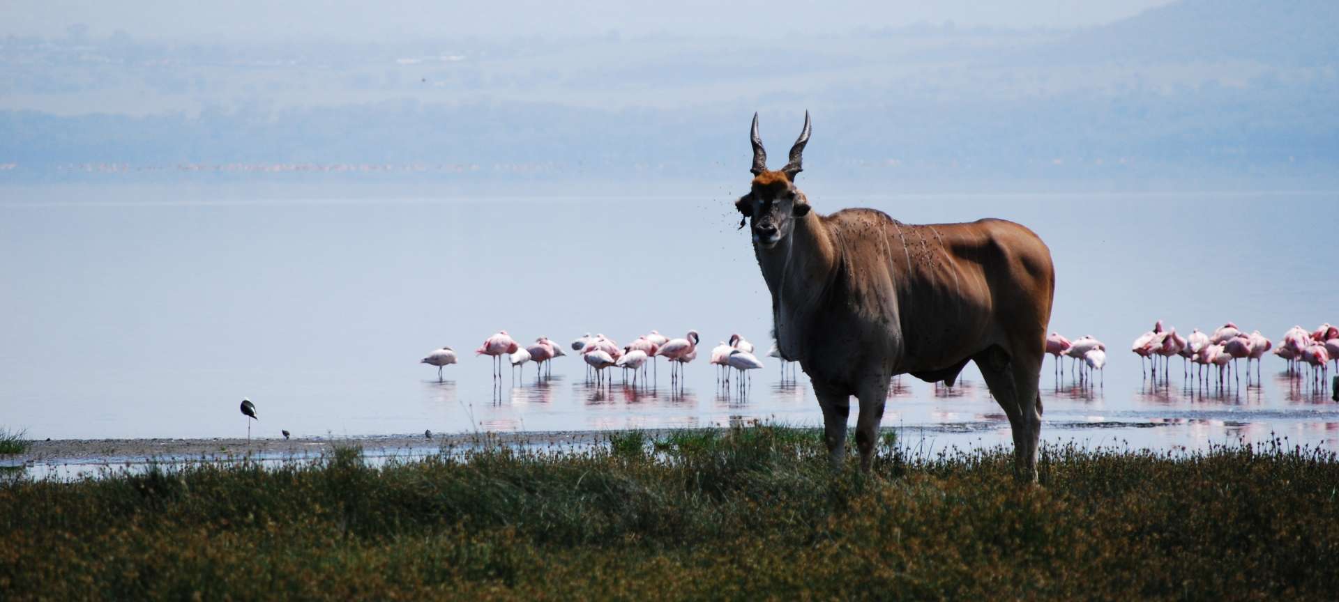 Lake Nakuru_Kenya