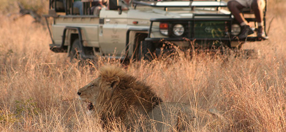 Kruger National Park_Manyeleti Game Reserve