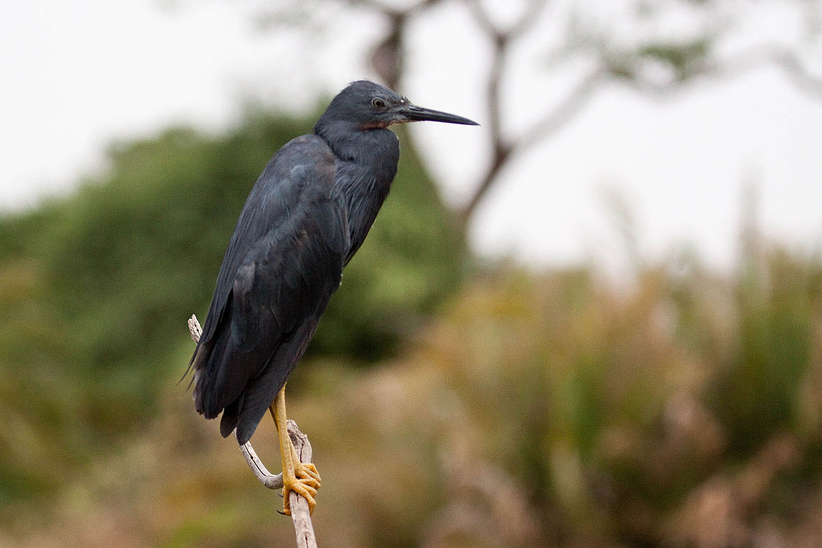 The slaty egret is a threatened species