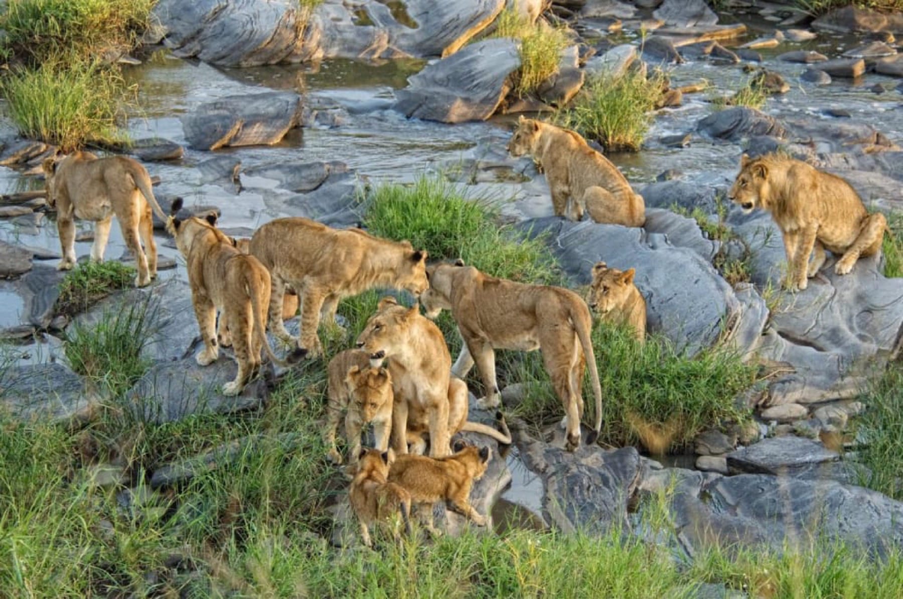 lion pride mara river kenya safari