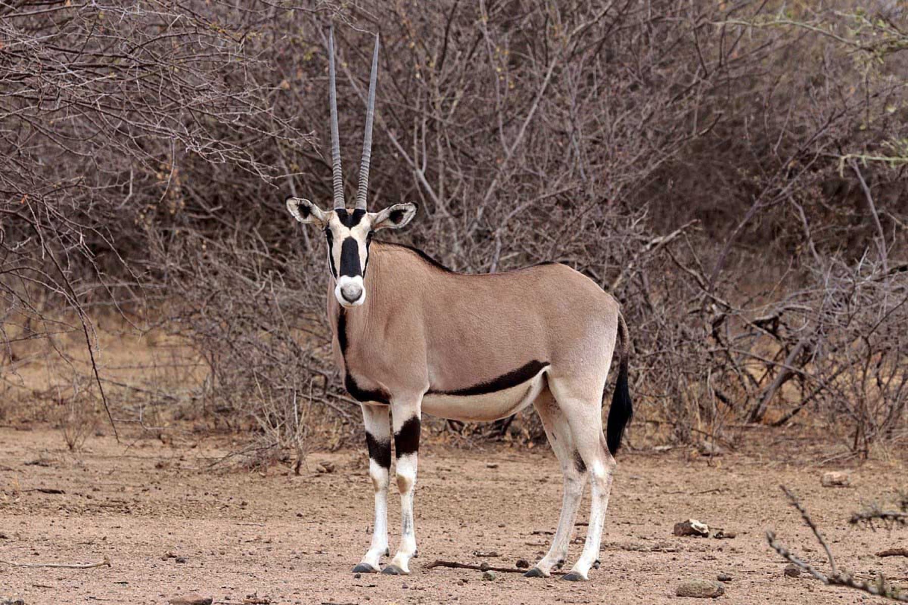 beisa oryx