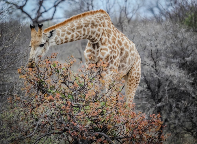 City and bush safari holidays in South Africa_Giraffe