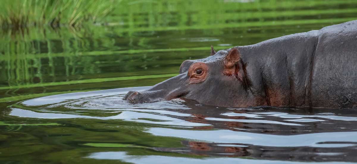 A beautiful shot of a hippo in Botswana (credit Rachel Lang)