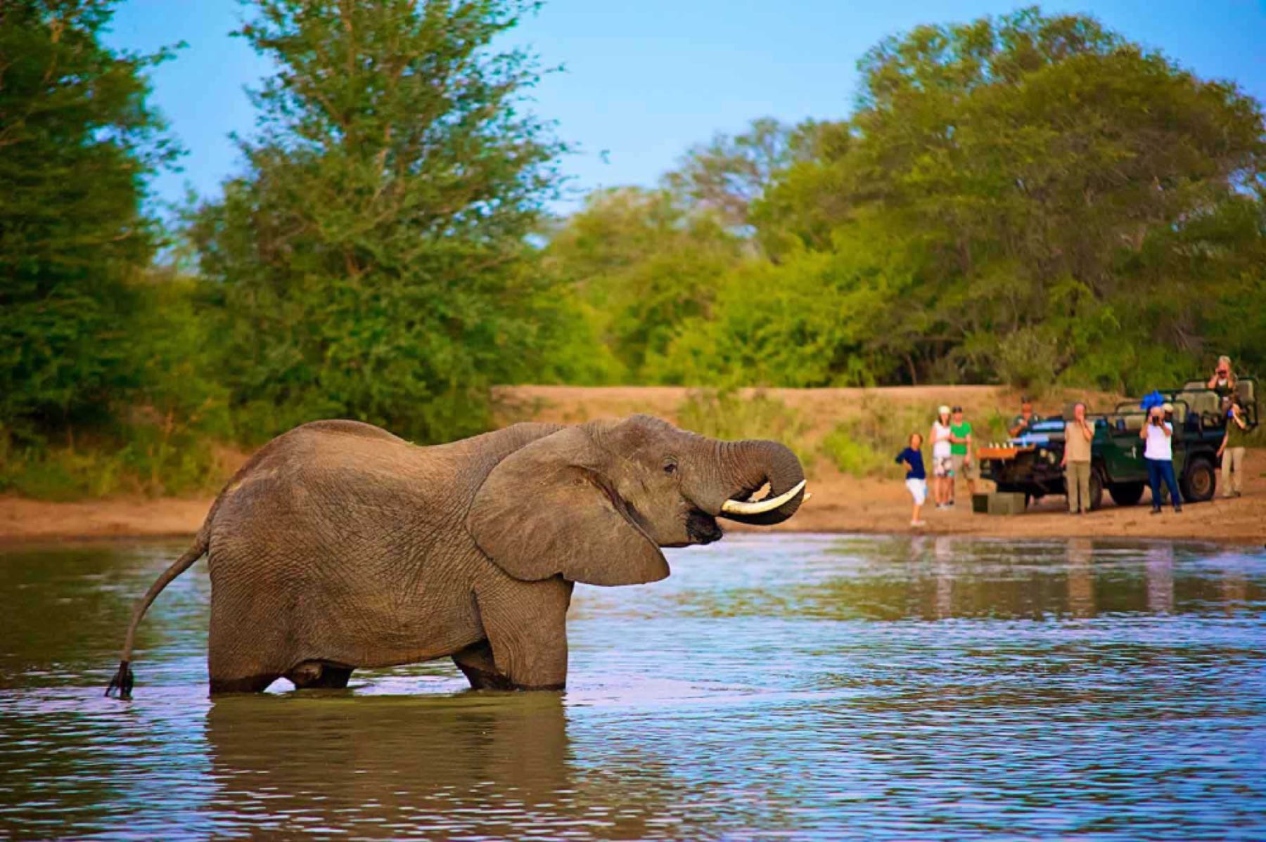 Treat Yourself To A Kruger National Park Luxury Safari