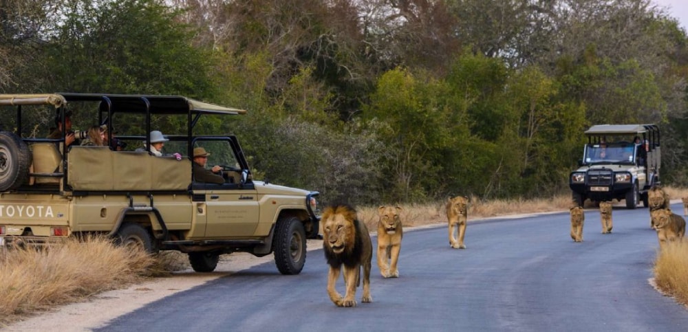 Kruger National Park self drive