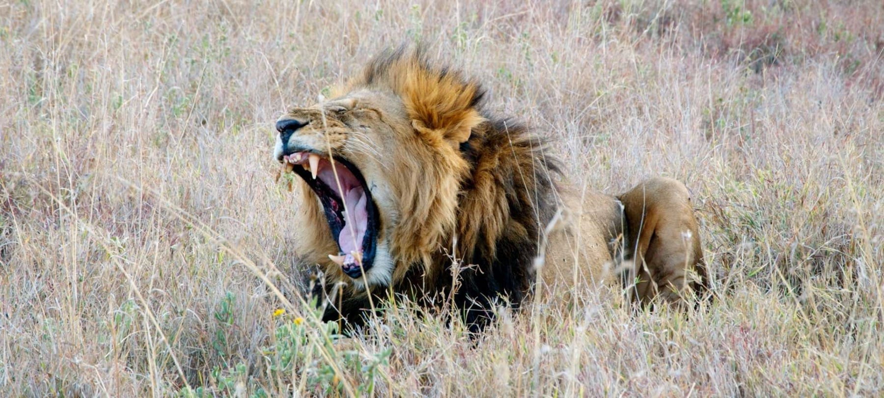 Lion in Laikipia Plateau