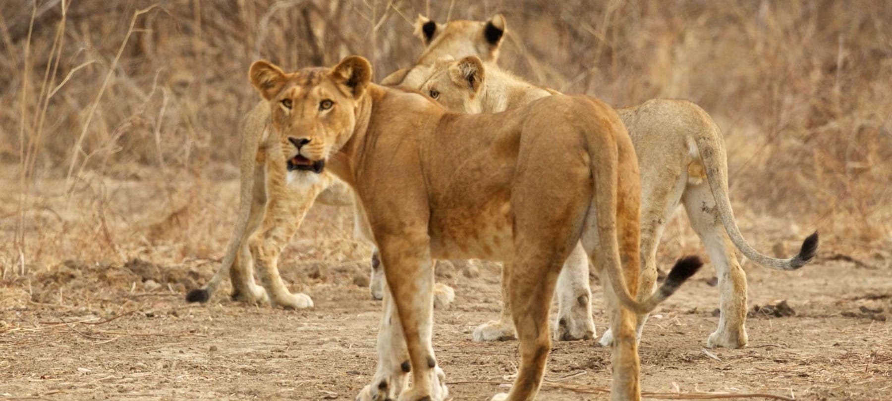 lion namibia