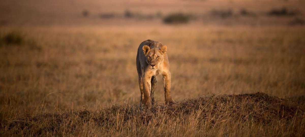lion in the masai mara