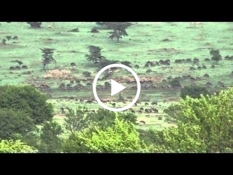 wildebeest-migration-heading-to-lobo