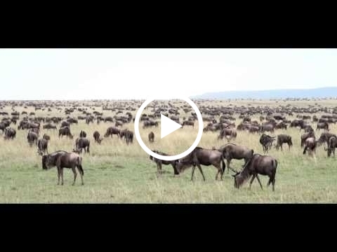 relaxing-sounds-of-the-wildebeest-migration-in-the-masai-mara