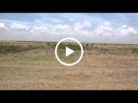 wild-dogs-on-the-ndutu-plains