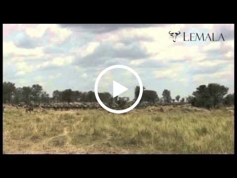 calving-season-in-ndutu
