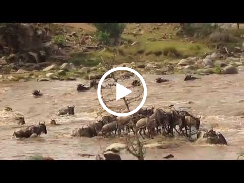 the-mara-river-water-levels-have-increased-drastically