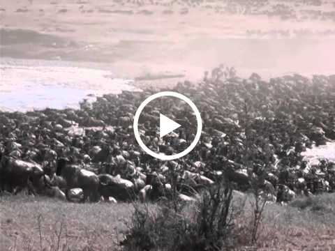 footage-of-the-wildebeest-migration-weekend-mara-river-crossing