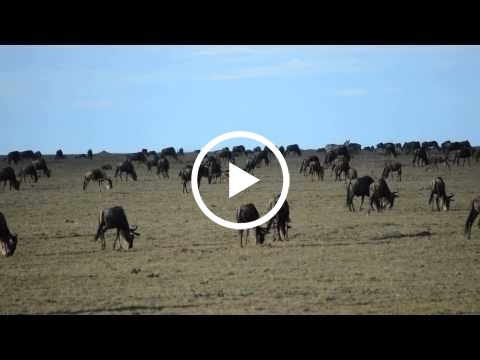 fairly-big-herds-moving-through-moru-and-makoma