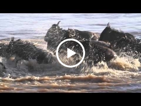 the-wildebeest-migration-by-alex-walkers-serian