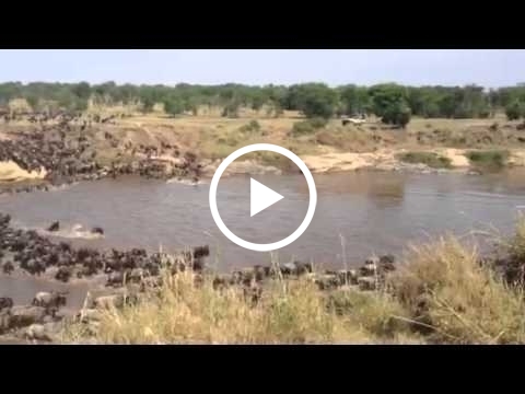 the-wildebeest-herds-crossing-the-mara-river-as-they-head-to-the-south