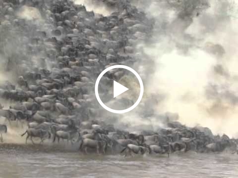 the-wildebeest-migration-mara-river-crossing-at-the-lookout-crossing-point