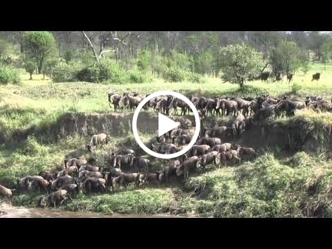 the-wildebeest-herds-crossing-the-mara-river-to-get-into-the-serengeti
