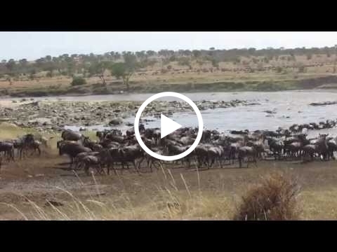 massive-crossing-on-the-serengeti-side-of-the-mara-river
