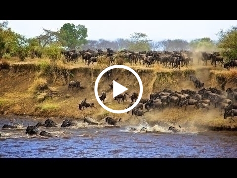 the-wildebeest-migration-at-the-mara-talek-river-confluence