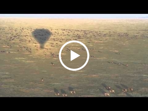 balloon-safari-over-ndutu