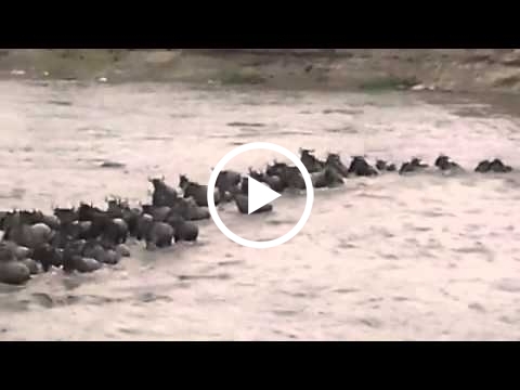 wildebeest-migration-crossing-the-mara-river-at-lemala-mara