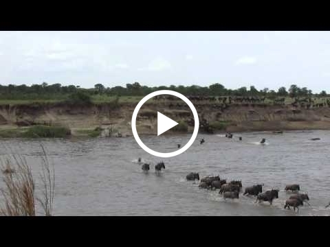 serengeti-migration-crossing-the-mara-river