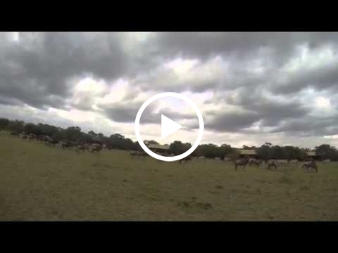 the-wildebeest-migration-in-naboisho