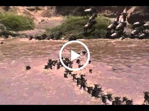 footage-of-yesterdays-wildebeest-migration-mara-river-crossing-at-number-four