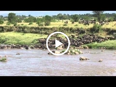 thousands-of-wildebeest-cross-the-mara-river