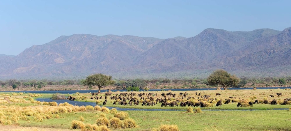 Mana Pools National Park | Discover Africa Safaris