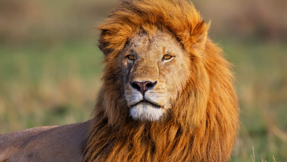 big cat safari masai mara lion