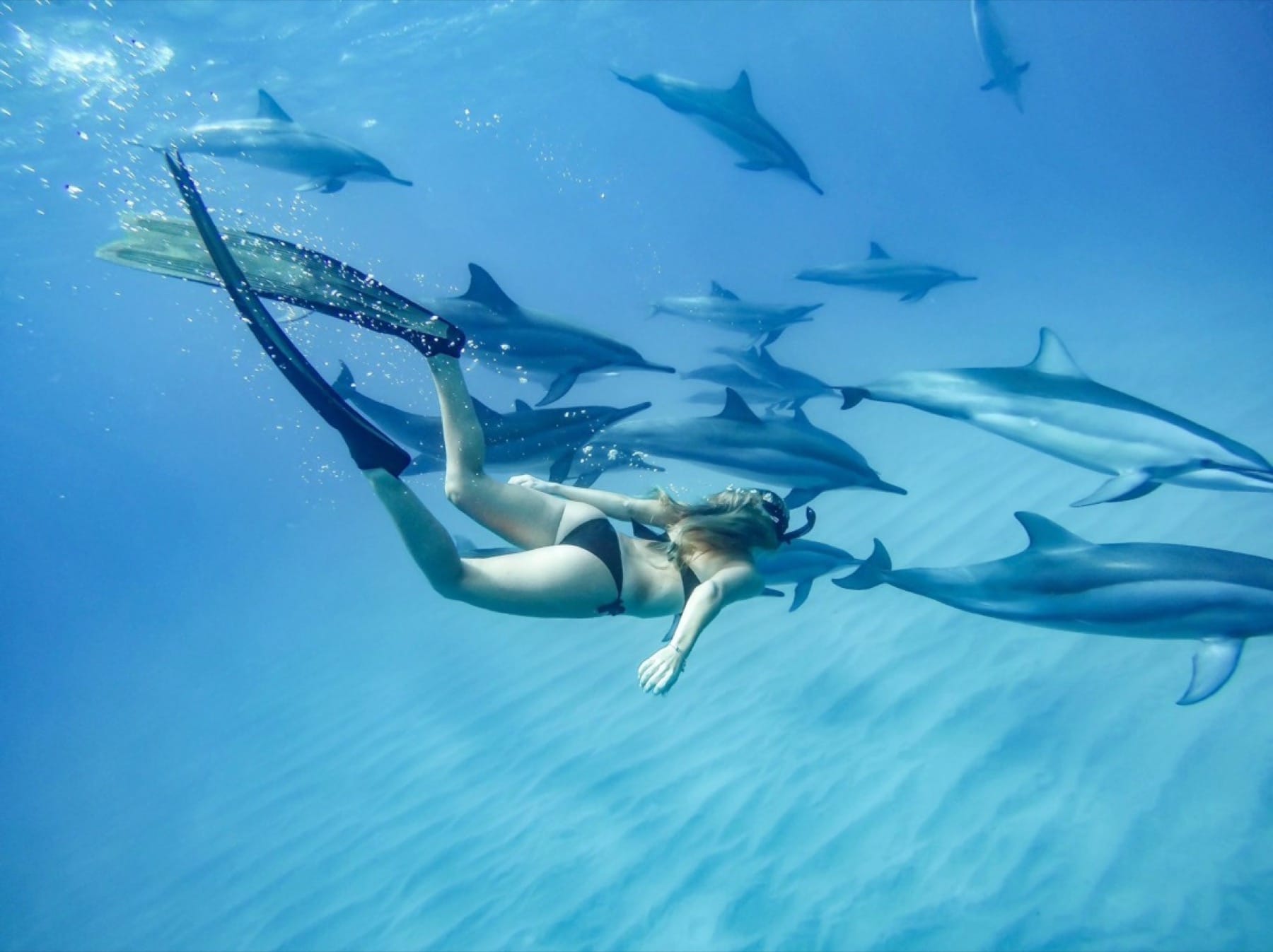 Swim with Dolphins on your honeymoon in Mauritius