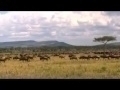 wildebeest-herds-heading-towards-the-moru-kopjes