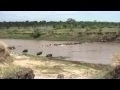 wildebeest-migration-crossing-the-mara-river-at-crossing-point-three