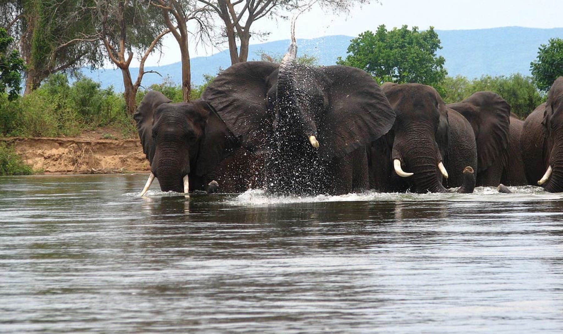 Sioma elephants
