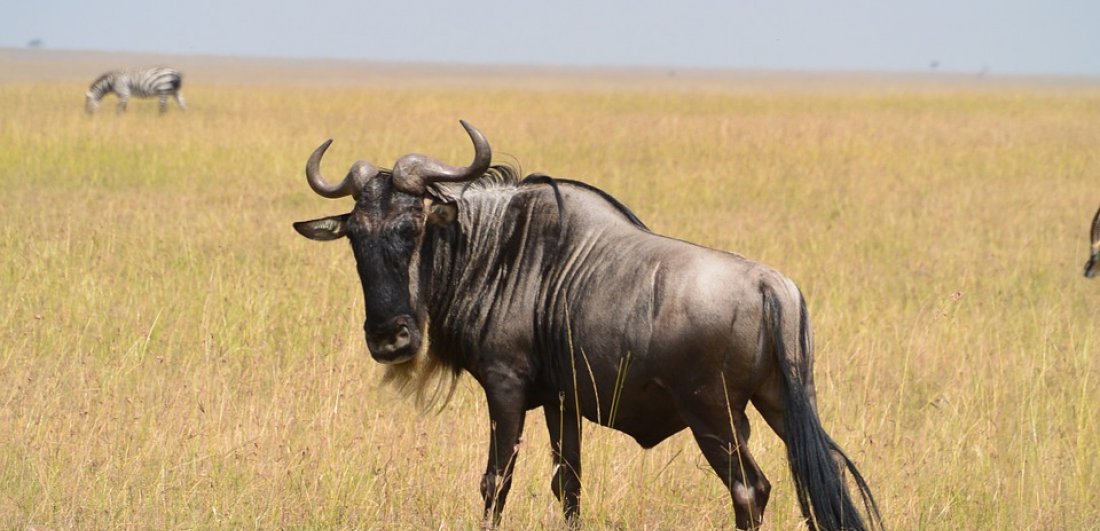 The great wildebeest