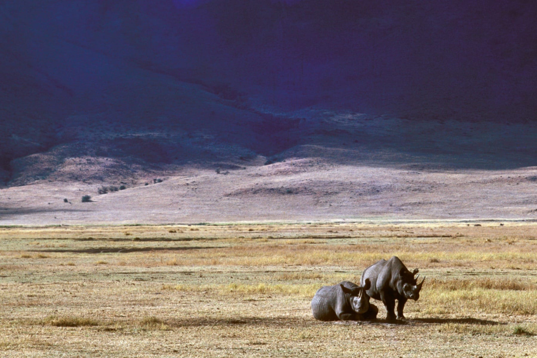ngorongoro crater rhinos