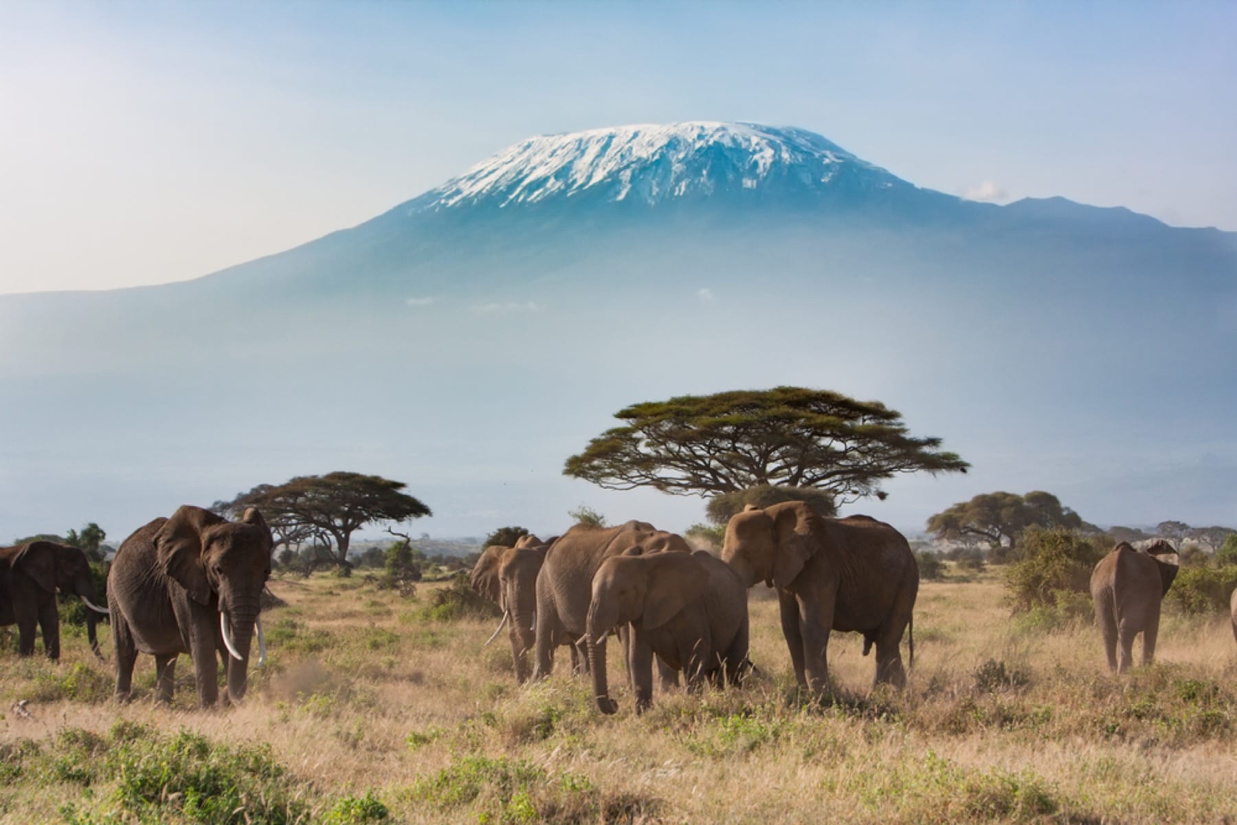 Elephants with background of Mount Kilimanjaro