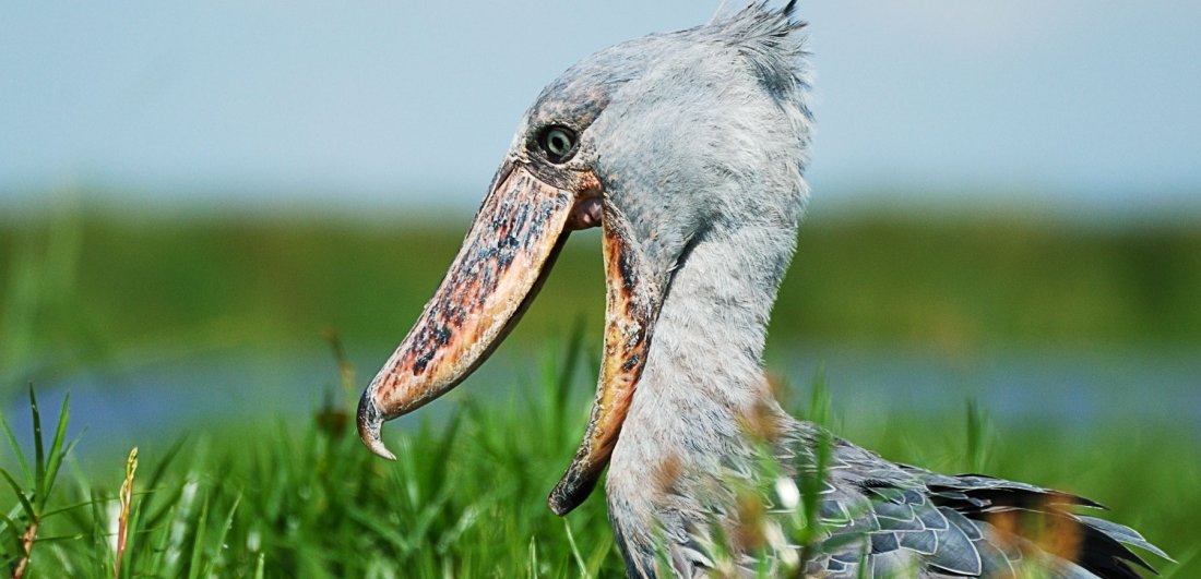 The Shoebill is one of the more endangered and elusive species